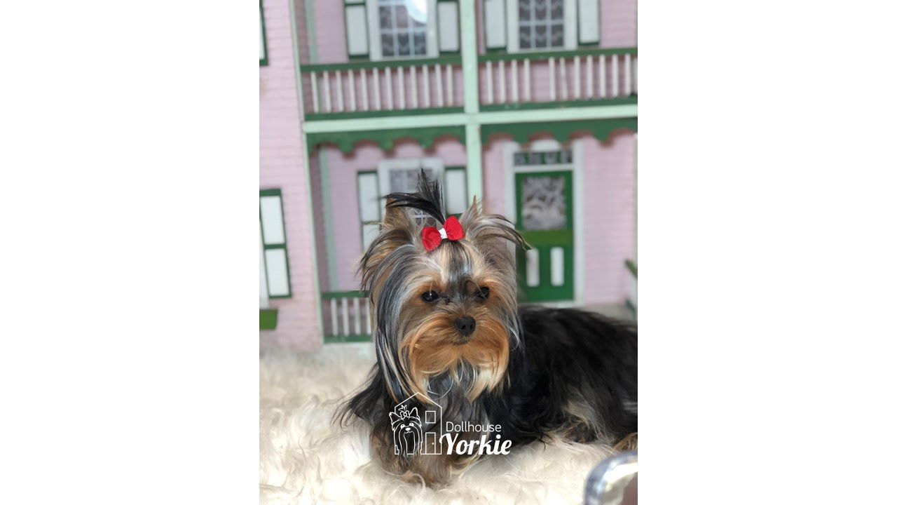 Cachorros de Yorkie en Colombia - Dollhouse Yorkie   Robin