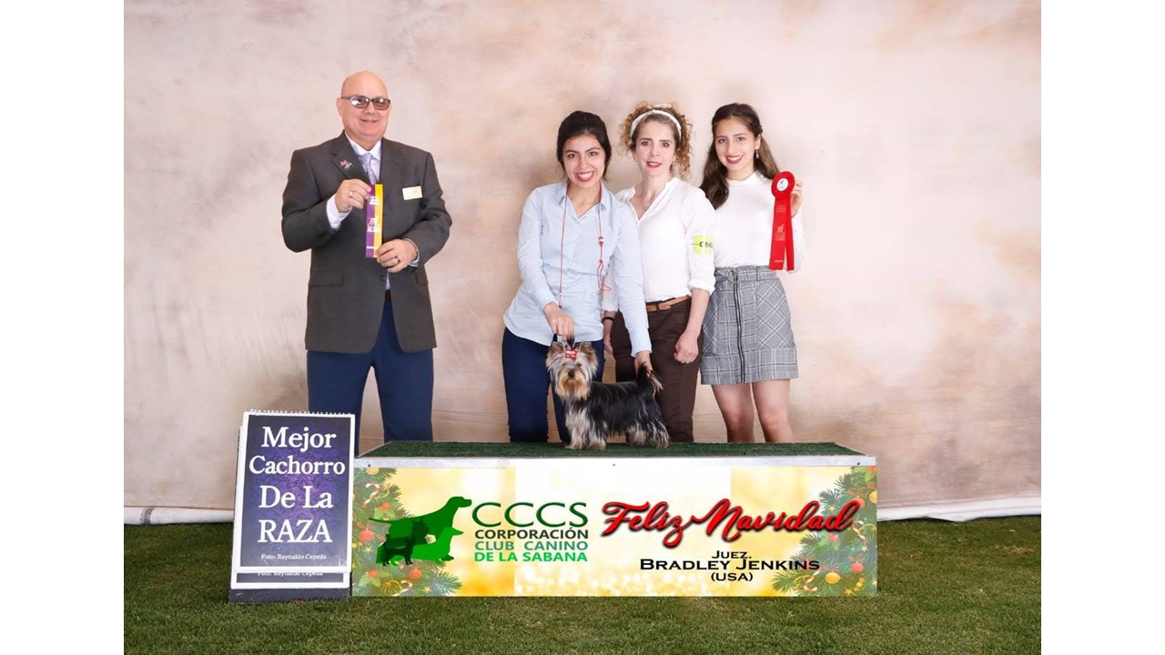 Cachorros de Yorkie en Colombia - Dollhouse Yorkie Competencias  