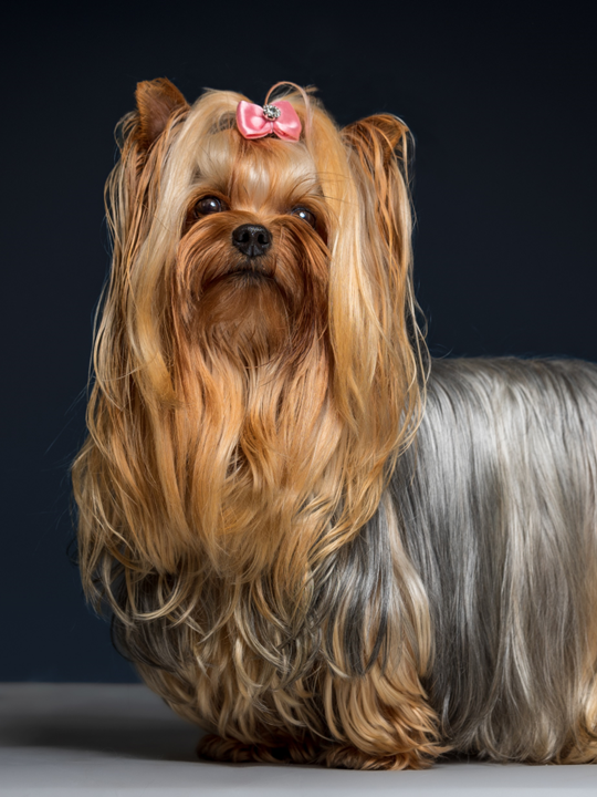 Cachorros de Yorkie en Colombia - Casa Dollhouse Yorkie