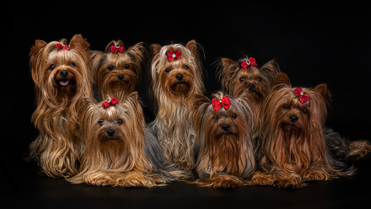 Cachorros de Yorkie en Colombia - Casa Dollhouse Yorkie