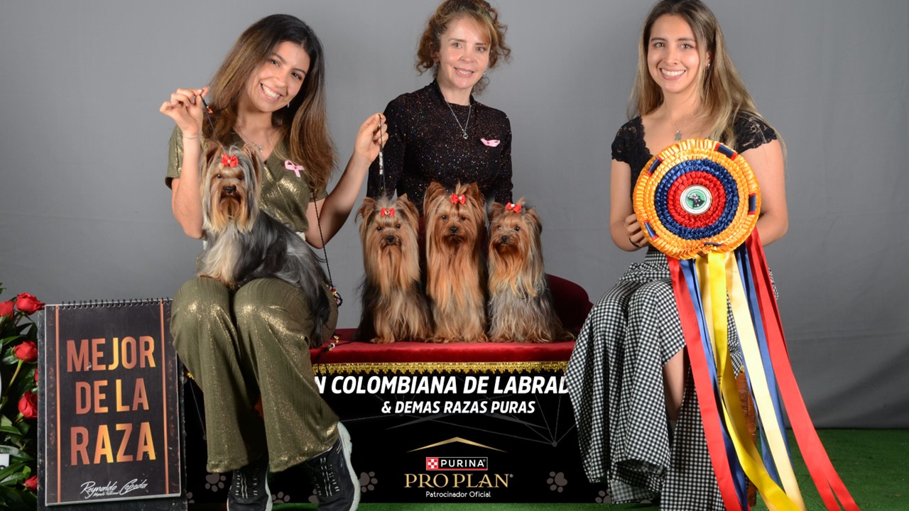Retrato de un Yorkshire Terrier