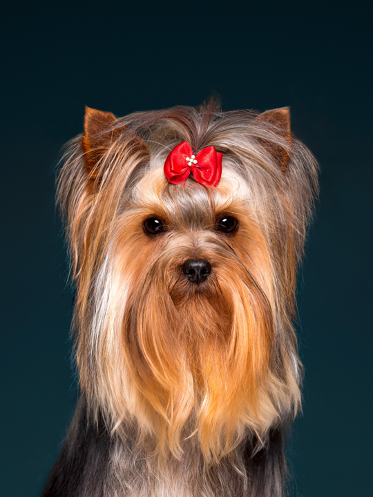 Cachorros de Yorkie